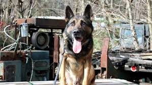 K-9 in Tennessee died in Helene flooding